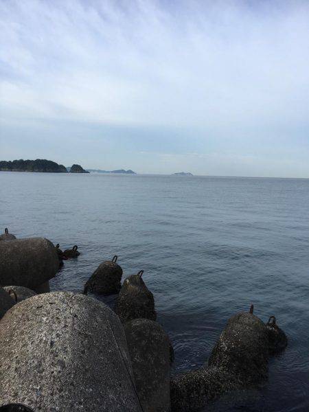 青物不発    タチ1