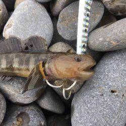 色々釣れました