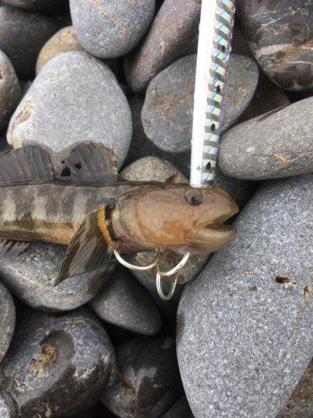 色々釣れました