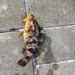 GW初日メバリング