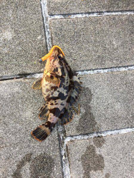 GW初日メバリング