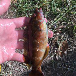 ロックフィッシュ