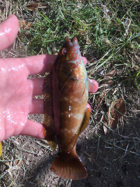 ロックフィッシュ