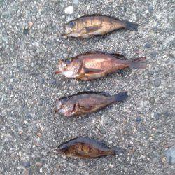 やっぱり垂水漁港のメバリング