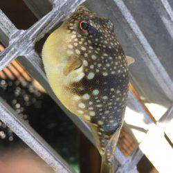 遠征メバリング