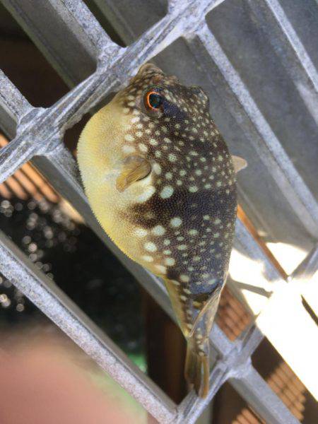 遠征メバリング