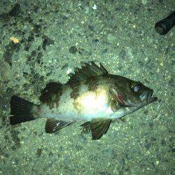 メバリング好調です