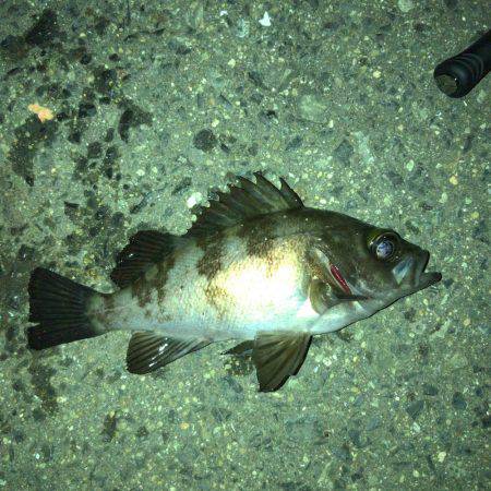 メバリング好調です