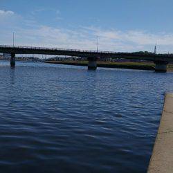 テナガエビ釣行in矢上川