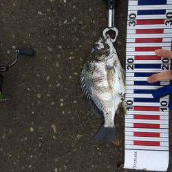 リバーチニング@国分川