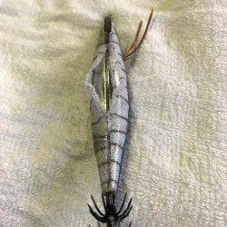 コウイカに初挑戦