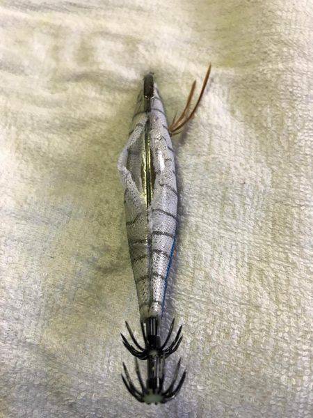 コウイカに初挑戦