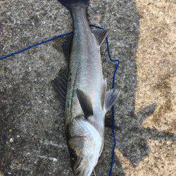 エビ撒きでイェーーイ