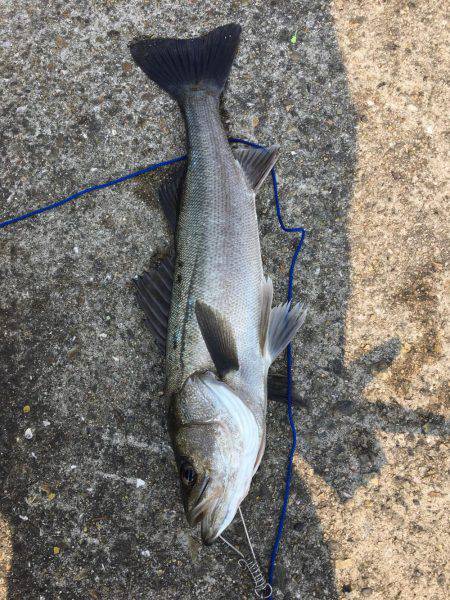 エビ撒きでイェーーイ