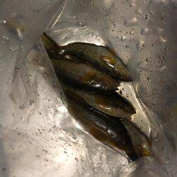 アブシン発見！