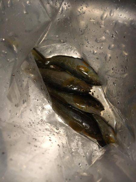 アブシン発見！