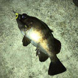 この日も好調メバリング