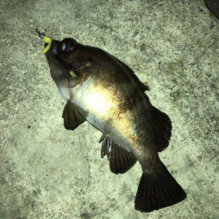 この日も好調メバリング