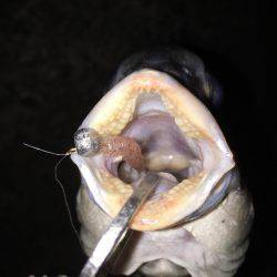 今シーズン初アジゲット