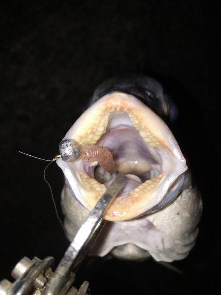 今シーズン初アジゲット