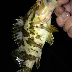 ちょいメバリング