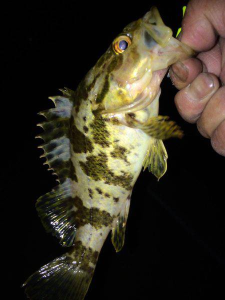 ちょいメバリング