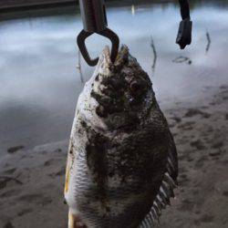 やっぱチニング