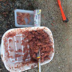 小さいけどやっと今期初の明石鯛!