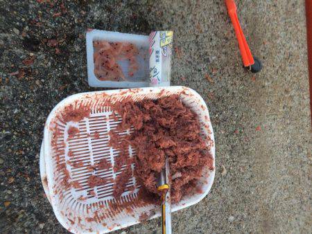 小さいけどやっと今期初の明石鯛!