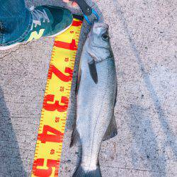 ルアーフィッシングで。。。