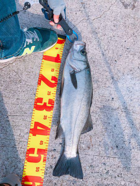 ルアーフィッシングで。。。