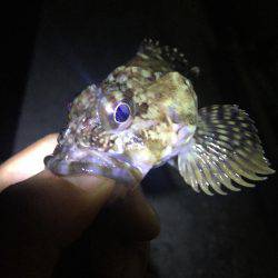 ガシリング釣果！