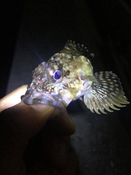 ガシリング釣果！