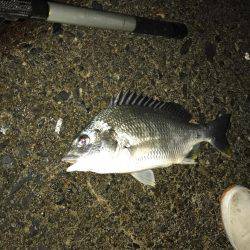 ルワーとエサ釣り