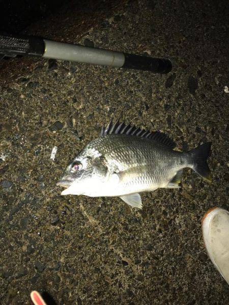 ルワーとエサ釣り