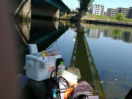 テナガエビ釣行in多摩川