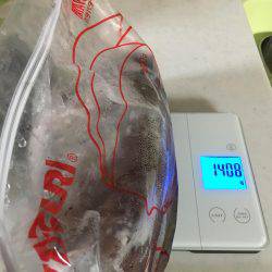 初春イカ♪初キロUP