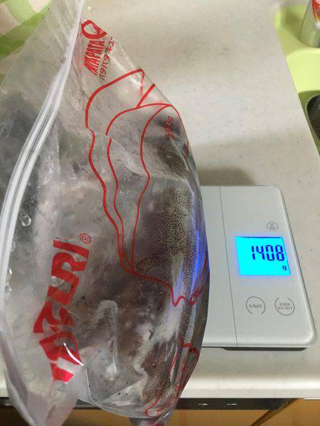 初春イカ♪初キロUP