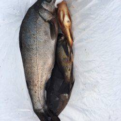 最近の釣果ーーー！