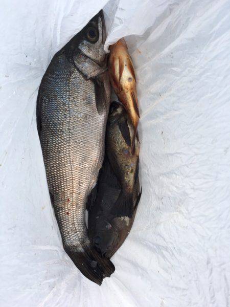 最近の釣果ーーー！