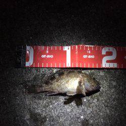 泉南ライトゲーム