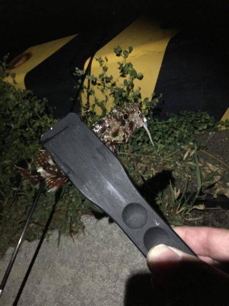 アジ調査のハズが、、