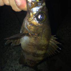 泉南アジを求めて