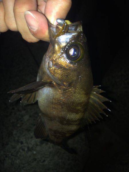 泉南アジを求めて