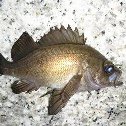 エサ釣りに完敗