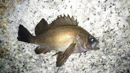 エサ釣りに完敗