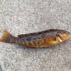 久しぶりのメバリング！！