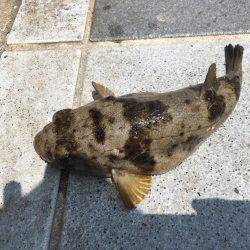 紀州釣りでもエソ