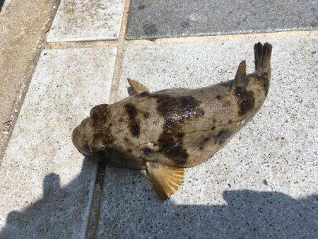 紀州釣りでもエソ