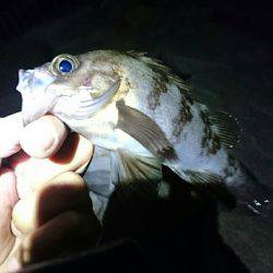 プラッキングメバル